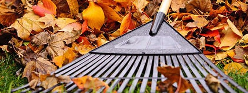 Avoid Lower Back Injury while raking leaves