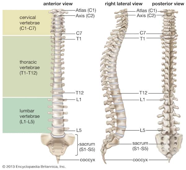 Cracking your back: Is it bad?